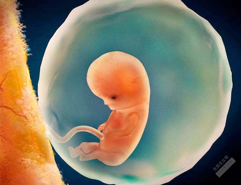 试管婴儿胚胎质量差的原因是什么？(图2)