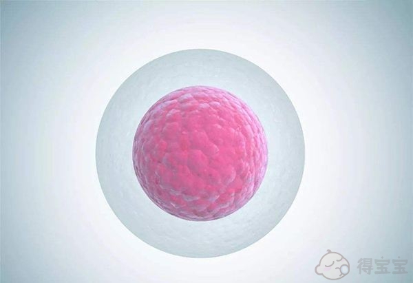 作为一个女人，你甚至不知道卵巢、卵泡和排卵？现在知道还不算太晚!(图1)