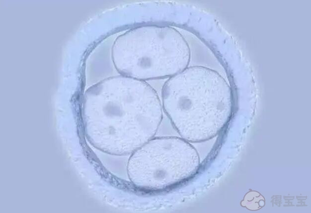 怀孕初期症状有哪些-试管婴儿治疗期间胚胎植入失败的原因(图1)