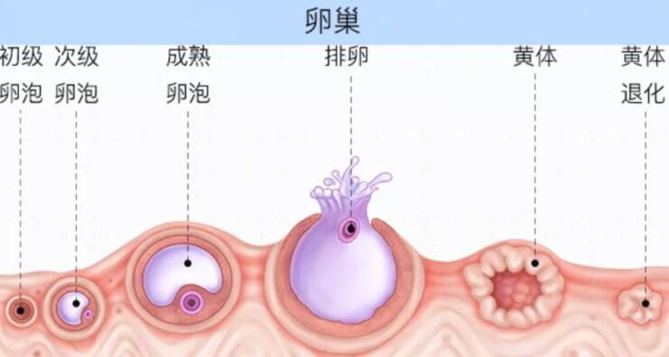 合肥正规捐卵：有月经但不排卵的原因是什么？(图2)