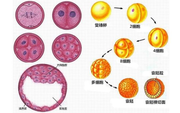 南京做个试管婴儿费用多少：试管婴儿的胚胎移植有哪些类型？(图1)